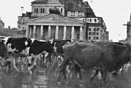 Стадо коров около Большого Театра. Москва 1941
