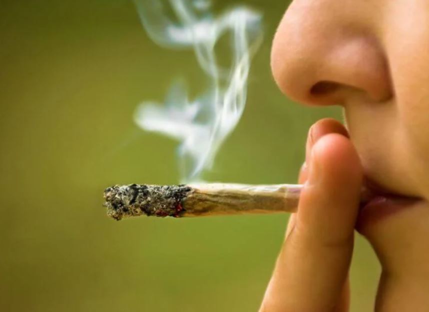 Для чего курят марихуану что за растение похоже на коноплю